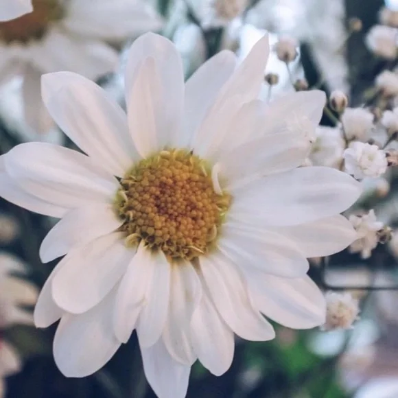 Canon EOS Rebel 7 Black DSLR Camera - Picture 8 of 9